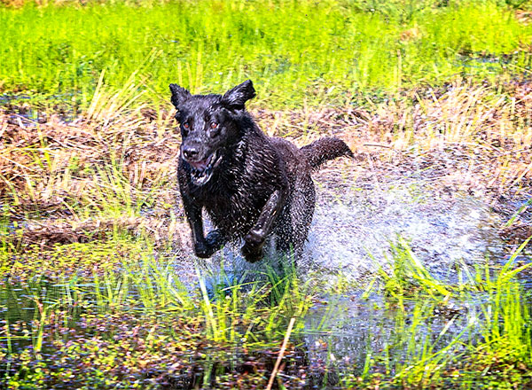 Pete in Action