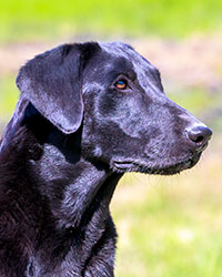 Roxy