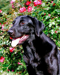 Trudy