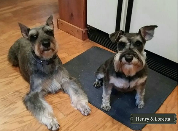 schnauzers