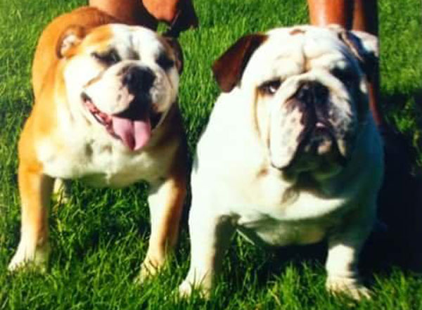 Bulldogs