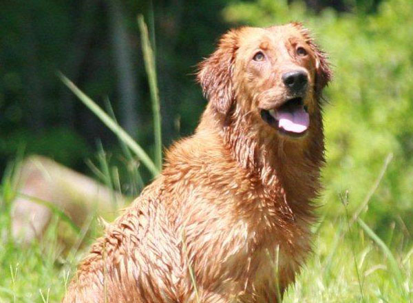 Golden Retrievers