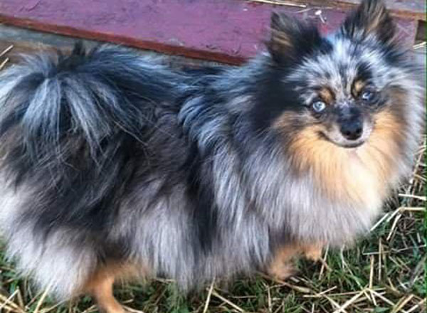 Pomeranians