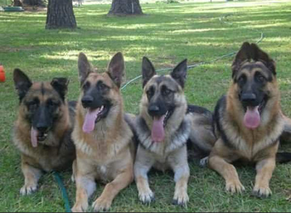 More Shepards!