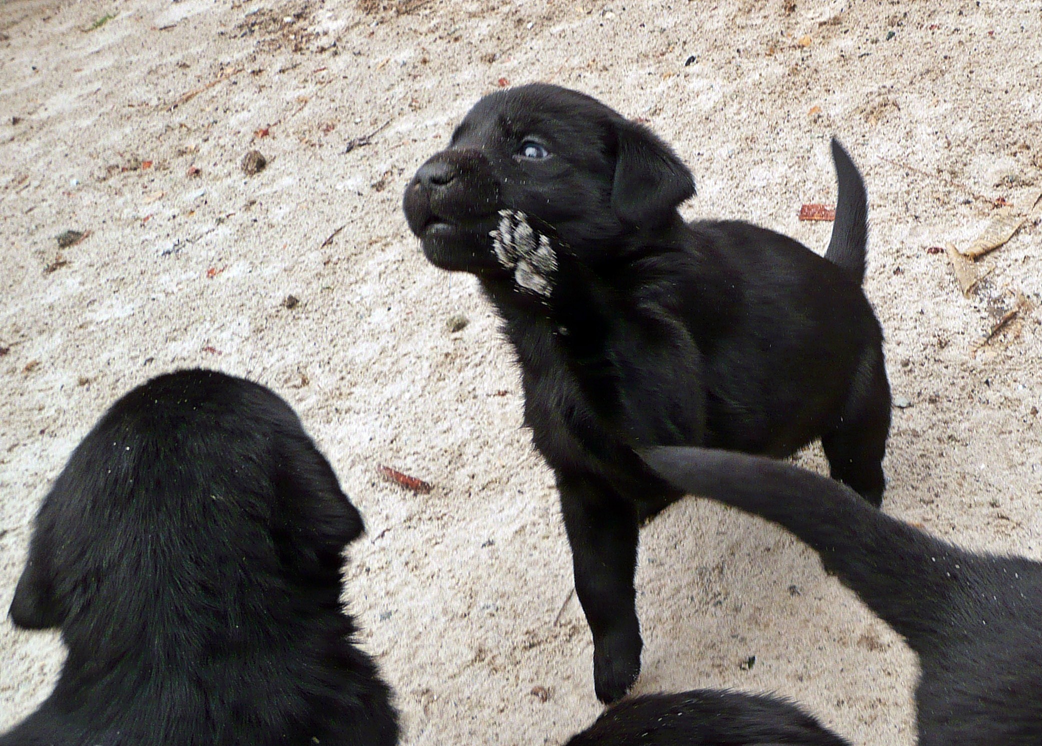 ~Puppy Gallery~ ~Puppy Gallery~