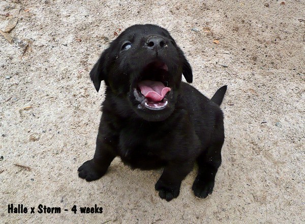 ~Puppy Gallery~ ~Puppy Gallery~