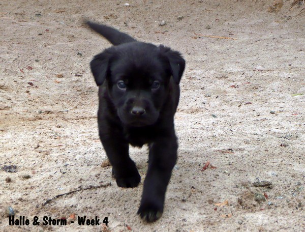 ~Puppy Gallery~ ~Puppy Gallery~