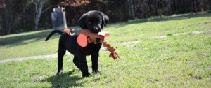 puppy breeding and training